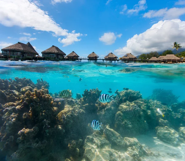 French Polynesia above and bellow water — Stock Photo, Image