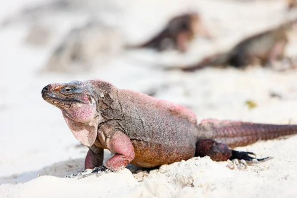 Iguana em uma praia de areia branca — Fotografia de Stock