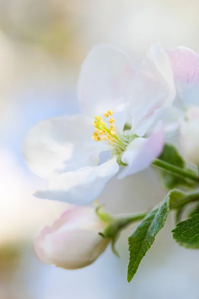 Maçã em flor — Fotografia de Stock