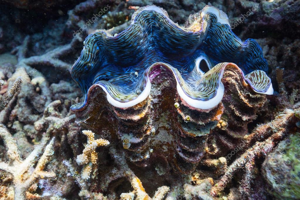 シャコガイ写真素材 ロイヤリティフリーシャコガイ画像 Depositphotos シャコガイ写真素材 ロイヤリティフリーシャコガイ画像 Depositphotos