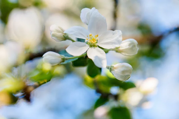 Pommier en fleurs — Photo