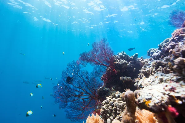 Barriera corallina sottomarina — Foto Stock