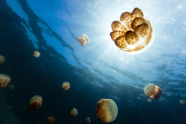 Jellyfish Lake — Stock Photo, Image