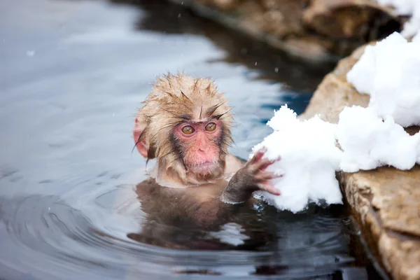 Macacos da neve — Fotografia de Stock