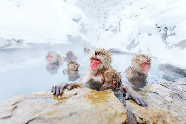 Sneeuw apen — Stockfoto