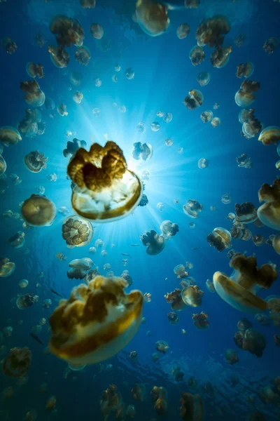Medúza jezero — Stock fotografie