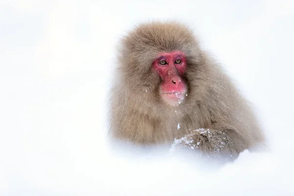 Mono de nieve — Foto de Stock