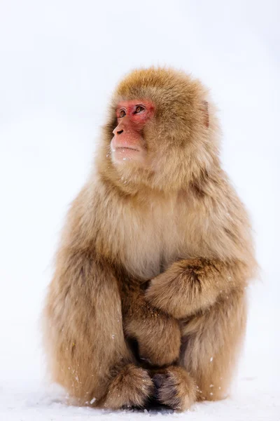 Mono de nieve — Foto de Stock