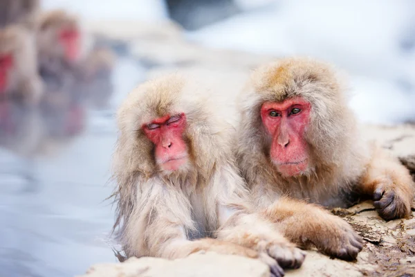 Sneeuw apen — Stockfoto