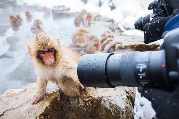 Scimmie della neve — Foto Stock