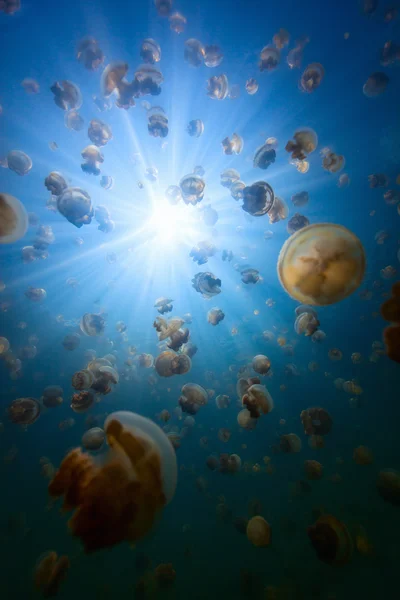 Jellyfish Lake — Stock Photo, Image