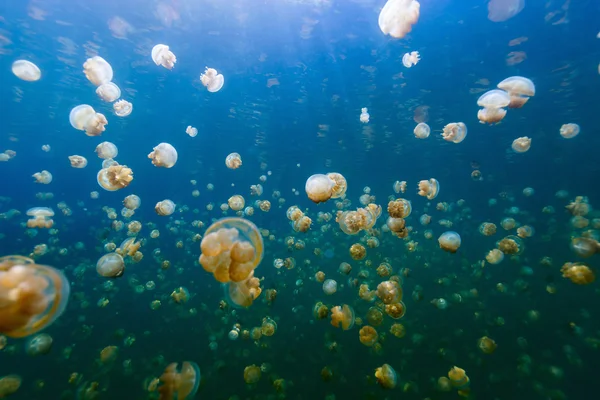 Jellyfish Lake — Stockfoto