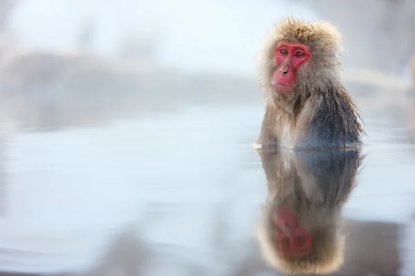 Macaco da neve — Fotografia de Stock
