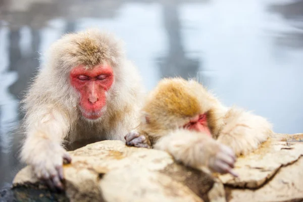 Snow Monkeys — Stock Photo, Image