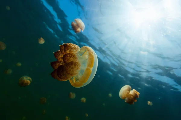 Jellyfish Lake — Stockfoto