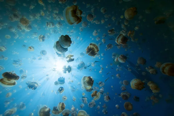 Jellyfish Lake — Stock Photo, Image