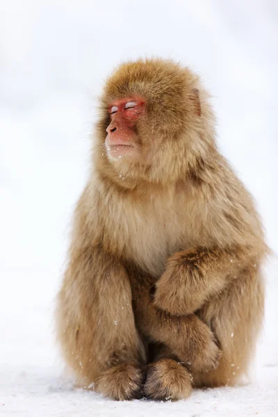 Mono de nieve — Foto de Stock