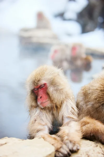 Kar maymunları — Stok fotoğraf