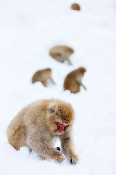 Scimmie della neve — Foto Stock