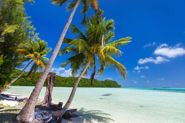 Beautiful tropical beach at exotic island in Pacific — Stock Photo, Image