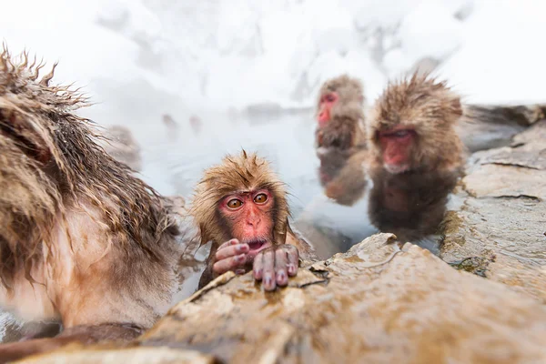 Sneeuw apen — Stockfoto