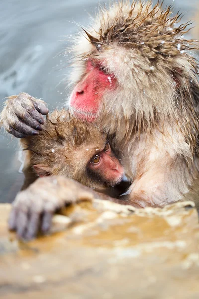 Hó majmok — Stock Fotó