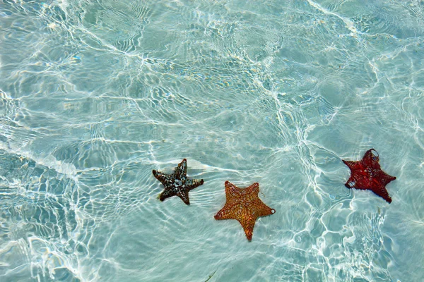 Red starfish — Stock Photo, Image