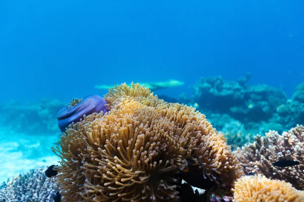 Arrecife de coral bajo el agua — Foto de Stock