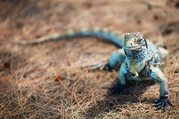 Küba Adası'nda Iguana — Stok fotoğraf