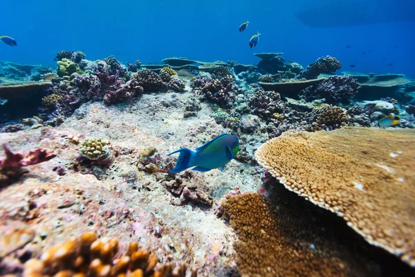 Mercan resif sualtı — Stok fotoğraf