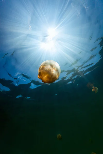 Jellyfish Lake — Stock Photo, Image