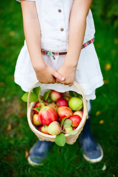 Manzanas ecológicas en una cesta —  Fotos de Stock