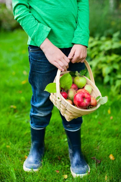 Manzanas ecológicas en una cesta —  Fotos de Stock