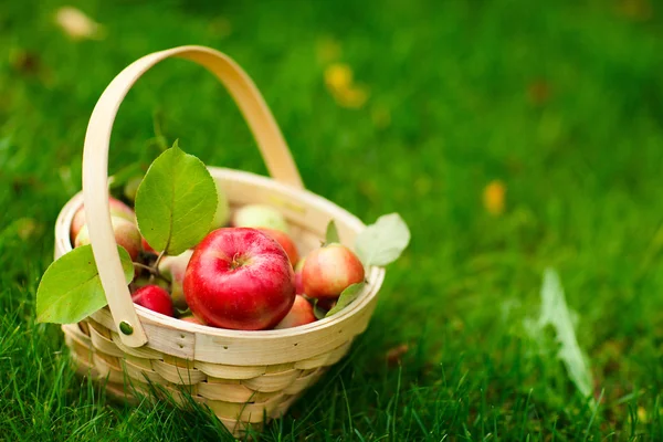 Jabłka organiczne w koszyku — Zdjęcie stockowe