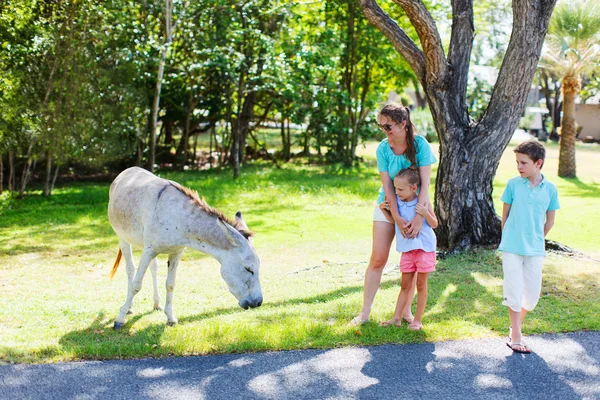 Mãe e crianças ao ar livre olhando para burros — Fotografia de Stock