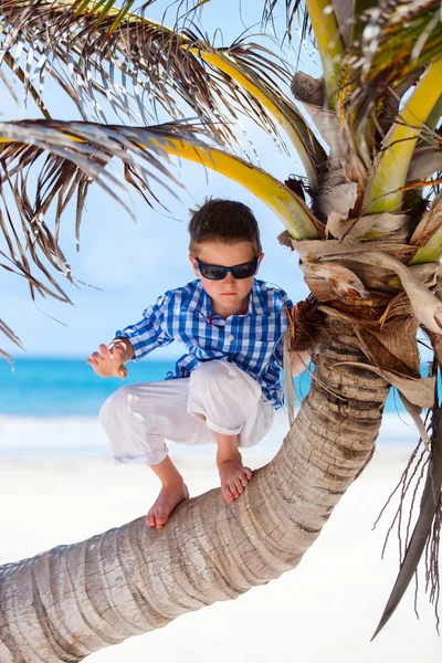 Мальчик на пальме — стоковое фото