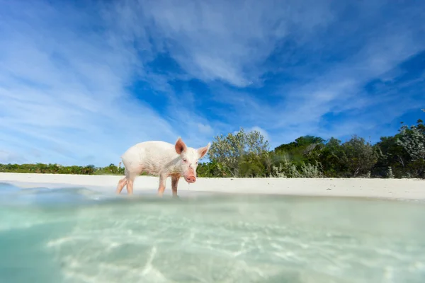 Little piglet on Exuma island — Stock Photo, Image