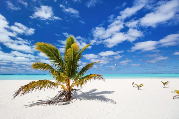 Superbe plage tropicale sur une île exotique du Pacifique — Photo