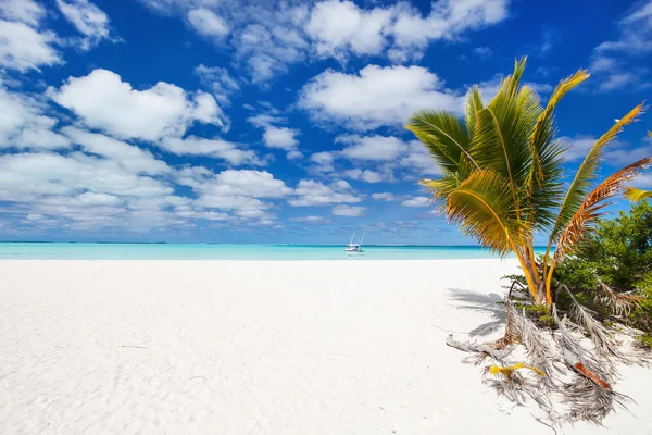 Prachtig tropisch strand op exotische eiland in de Stille Oceaan — Stockfoto