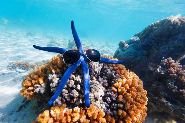 Stella marina blu alla barriera corallina — Foto Stock