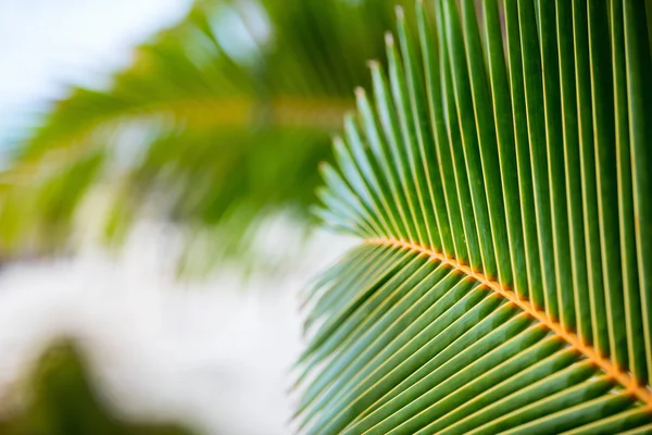 Hojas de palmera verde fresca —  Fotos de Stock