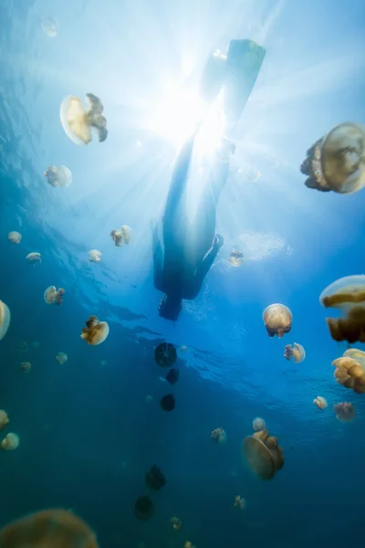 Turysta z rurką w jeziorze Jellyfish — Zdjęcie stockowe