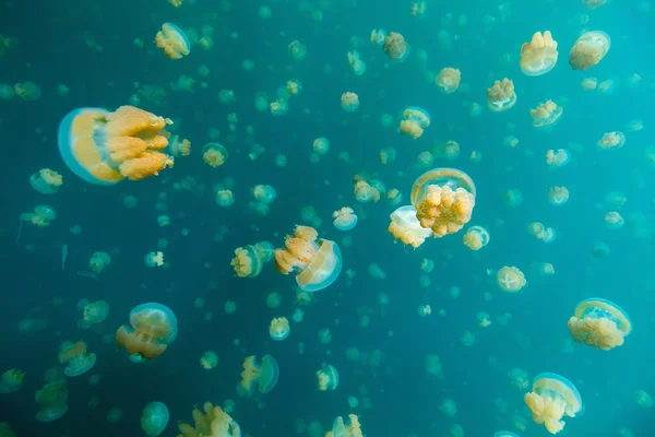 Jellyfish Lake — Stock Photo, Image