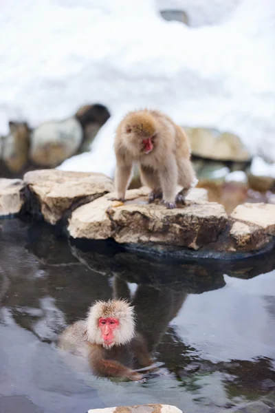 Scimmie della neve — Foto Stock