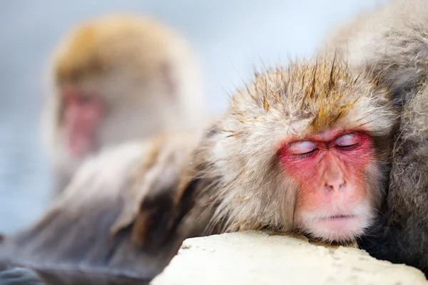 눈 원숭이 — 스톡 사진