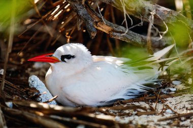 Red-tailed tropicbird clipart
