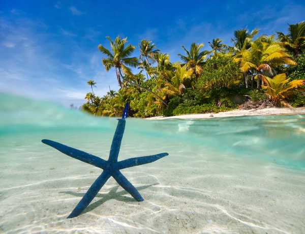 Estrella de mar azul en la playa tropical — Foto de Stock