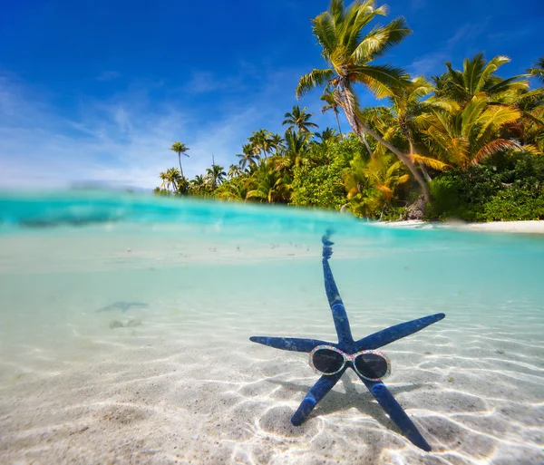 Stella marina blu sulla spiaggia tropicale — Foto Stock