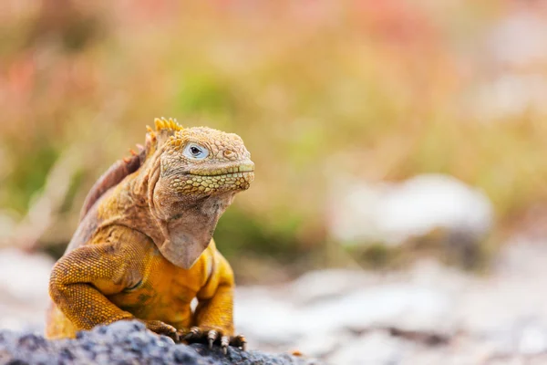Kara iguana — Stok fotoğraf