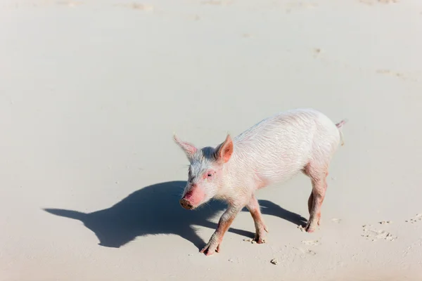 Piglet at beach — Stock Photo, Image